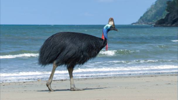 Wild ways of the coast