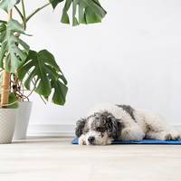 Dit is waarom je koelmatten voor honden- en katten niet zonder toezicht kunt gebruiken