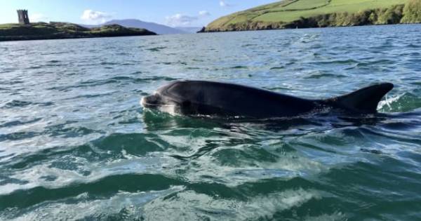 Heel Ierland op zoek naar geliefde dolfijn Fungie die na 37 jaar is verdwenen: “Alsof een familielid is vermist”
