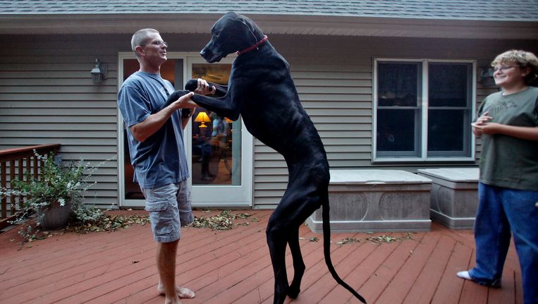 Zeus De Grootste Hond Ter Wereld Is Overleden Dieren Wetenschap Planeet Hln