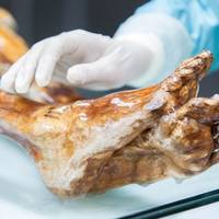 Oeroude gist uit het lichaam van ijsmummie Ötzi maakt 5.300 jaar later zuurdesembrood