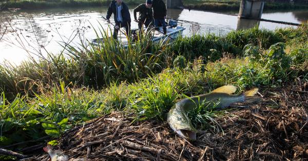 Schoonmaken Berkel na massale vissterfte kost waterschap zeker 8 ton - De Stentor