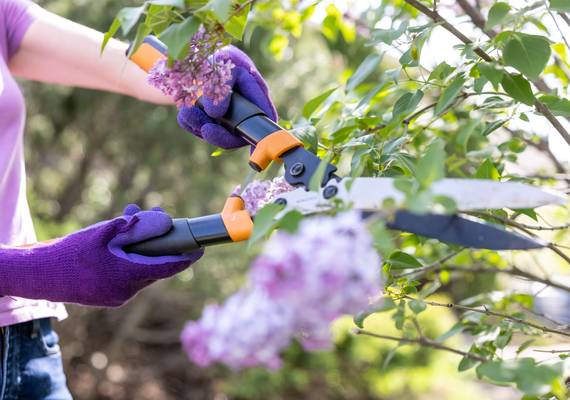 Wees gewaarschuwd: deze planten mag je nooit in de herfst snoeien