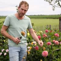 Zó zorg je dat de dahlia op z’n mooist blijft