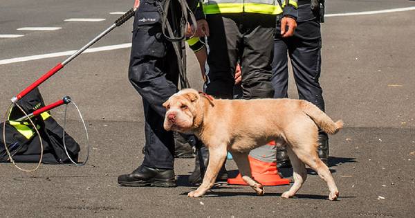 Honden dreigen A50 bij knooppunt Ewijk op te lopen: Rijkswaterstaat houdt verkeer op om ze te vangen