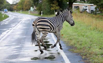Duitsland woest: ‘Ontsnapte circuszebra Pumba onterecht doodgeschoten’