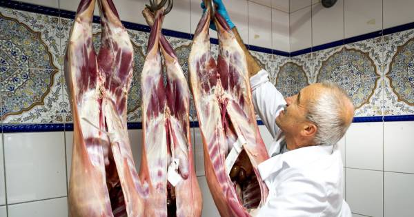 Duizend schapen per dag slachten tijdens een pandemie, hoe werkt dat? - BN DeStem