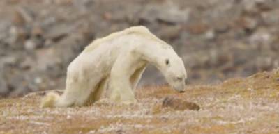 Zo ziet global warming eruit: uitgemergelde ijsbeer zoekt met laatste kracht voedsel