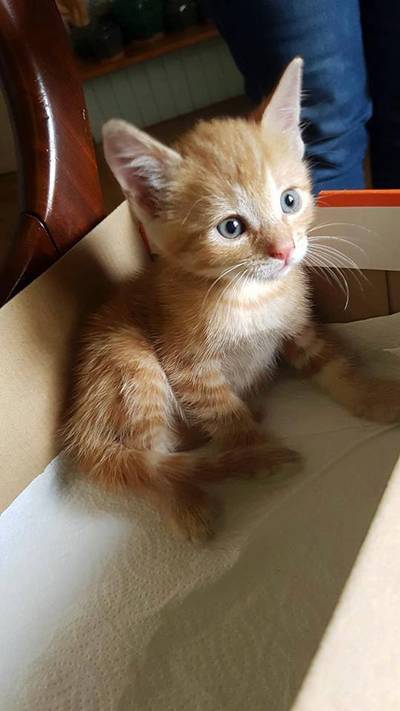 Kitten te vondeling gelegd voor deur in Doesburg