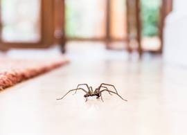 Insecten-expert: “In ieder huis zitten waarschijnlijk een paar honderd spinnen”
