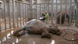 Een olifant wassen doe je zo