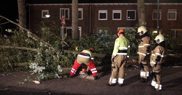 Code geel door storm Francis: harde wind zorgt voor omgewaaide bomen in Brabant - BN DeStem