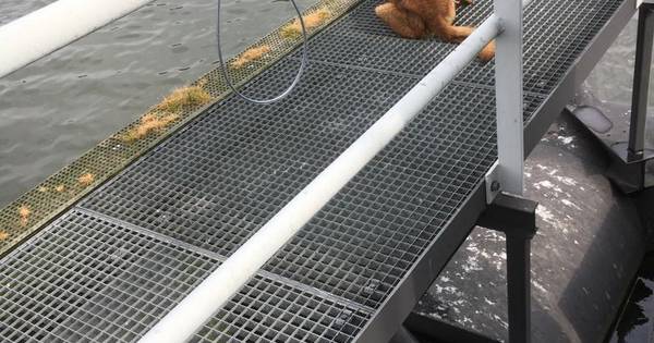 Loslopende Mechelse herder gevangen na zoekactie in Ochten