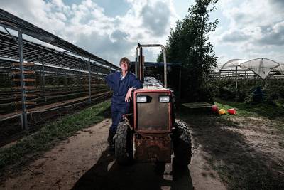 Proef met zonnedaken boven frambozen vraagt om vervolg: ‘Dit is een win-winsituatie’