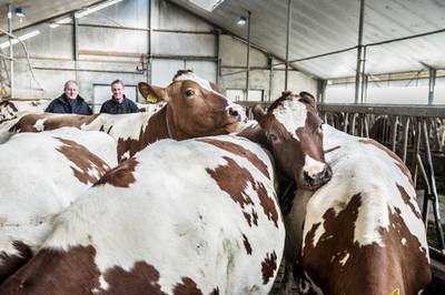 Vrijwel alle van fraude verdachte melkveebedrijven weer vrijgegeven