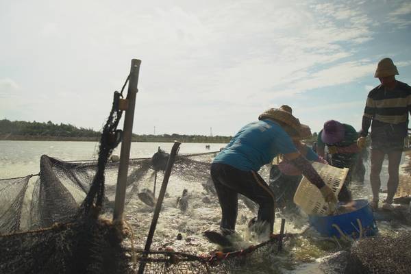 Farm raised fish: do they miss the sea?