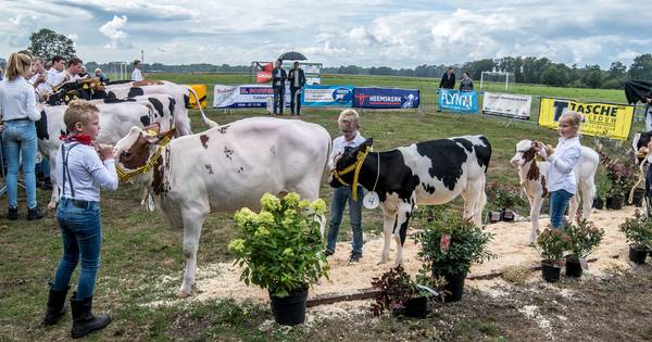 Kalverkeuring in Reutum moet jongeren enthousiast maken voor veehouderij - Tubantia
