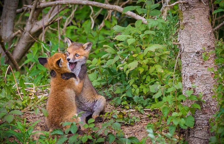 Comedy Wildlife Photography Awards.