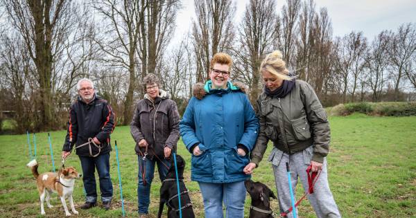 Hondenschool voorne putten