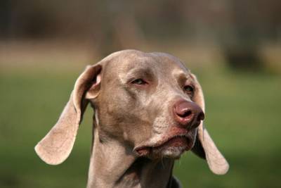 ‘Gevaarlijke honden’ uit Voorst moeten buiten aan de lijn