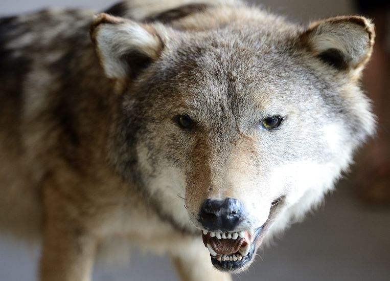 Wie is er bang voor de boze wolf? | Trouw