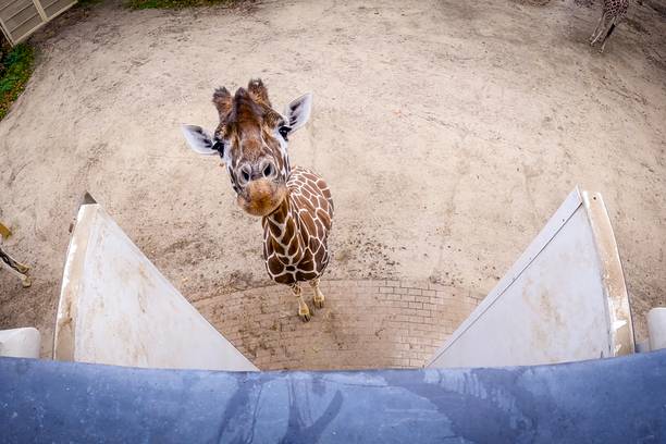 Het Echte Leven in de ZOO
