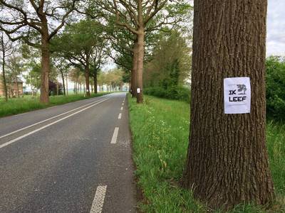 Gelderland: behoud gezonde bomen staat voortaan voorop