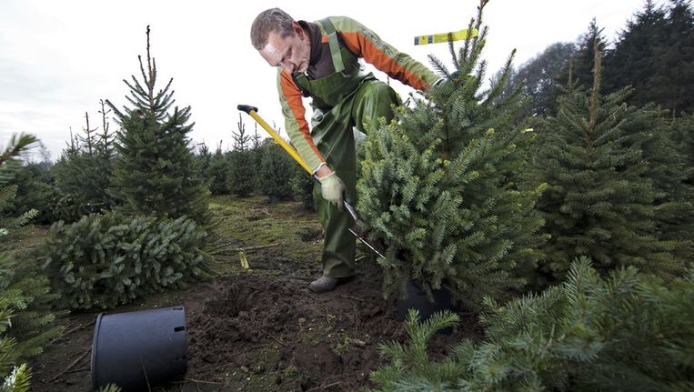 Kerstboom Met Kluit Maar Zonder Pot Niet Brandveilig Trouw