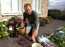 Zien: stap voor stap hortensia's stekken