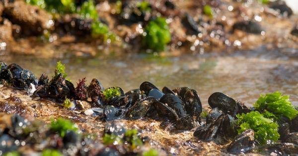 Op Smaaksafari met WildWier | Schouwen-Duiveland - PZC