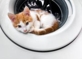 dat ik onze kitten per ongeluk heb meegewassen in de wasmachine