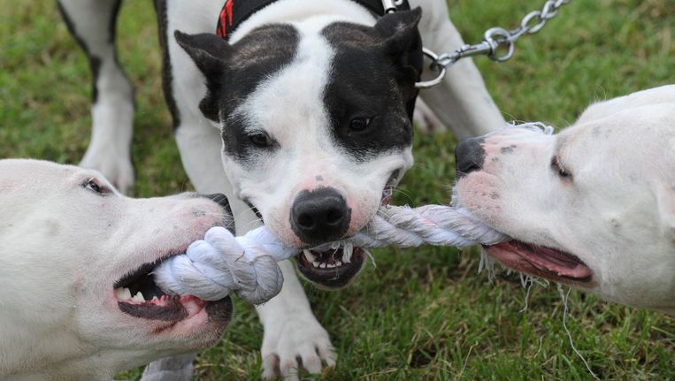 Baas Pitbull Moet Afgericht Worden Trouw