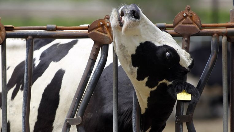 Gekkekoeienziekte verwaarloosbaar risico in België | De Morgen