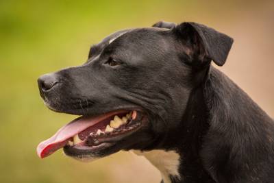 Zeven maanden oude baby overlijdt in Duitsland na beet van hond in hoofdje