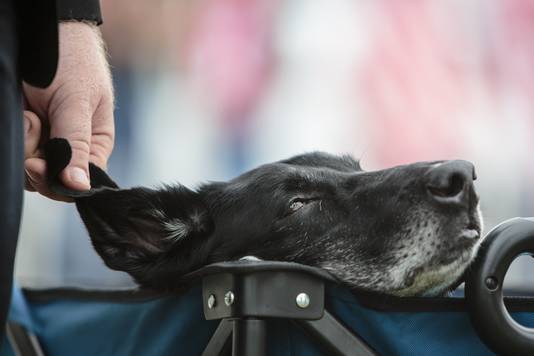 People say their goodbyes to Cena a 10-year-old black lab who was a military service dog before they leave for his last ride at the LST 393 in Muskegon, Mich., on Wednesday, July 26, 2017. Cena was diagnosed with an aggressive form of bone cancer after owner U.S. Marine veteran Lance Cpl. Jeff DeYoung  noticed he wasn't putting weight on his front left leg.  (Joel Bissell/Muskegon Chronicle via AP)