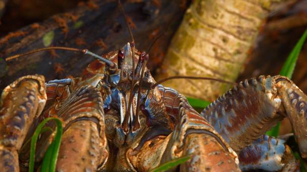 Crab World - Realm of the Robber Crab - Christmas Island