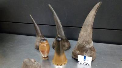 Douane Schiphol vindt neushoornhoorns in bagage Chinese man