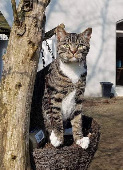 Karel (1,5) doodgeschoten: 'Het was een superlieve kat'