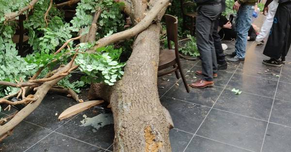Derde gewonde omgevallen nepboom naar huis | Binnenland - BD.nl