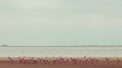 Droomjob alert: betaald worden om flamingo's te verzorgen op de Bahama's