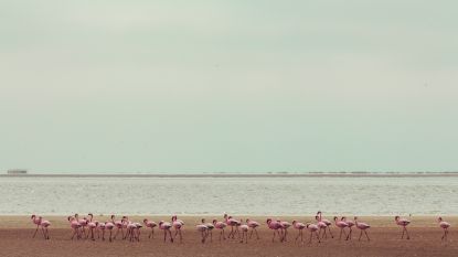 Droomjob alert: betaald worden om flamingo's te verzorgen op de Bahama's