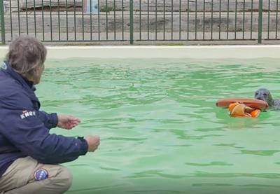 Martin Gaus: Inzet zeehonden bij reddingen is goedbedoelde grap