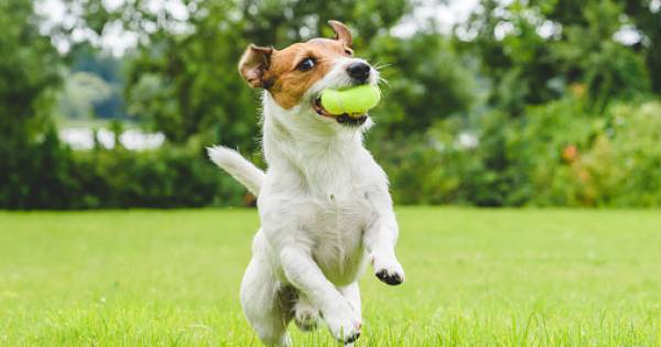 Blaffende honden dicht bij rustzoekers in Ommel