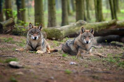 Wolf ontsnapt uit verblijf in wildpark aan Nederlandse grens
