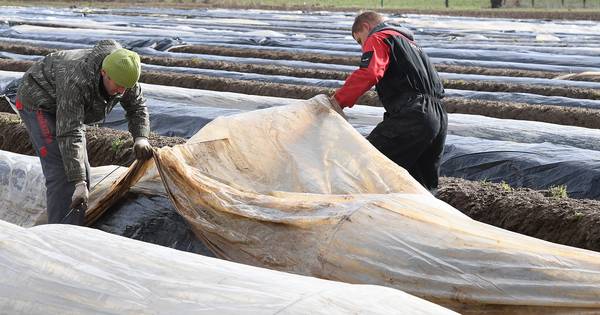 Asperges in Sint Agatha krijgen hulp van onderen