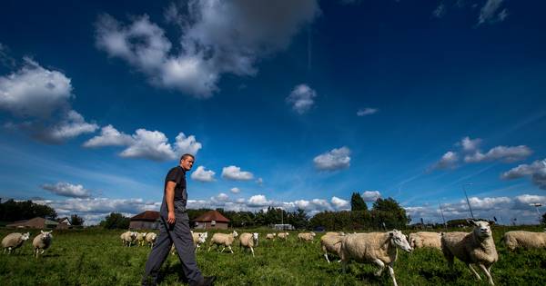 Gratis grasmaaiers in het Wamelse retentiebekken
