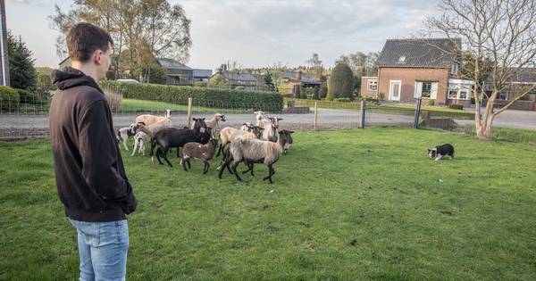 Schapen familie Mennen in Helenaveen gedood: Nederland te klein voor wolf