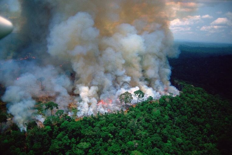 Onderzoekers waarschuwen: “Bosbranden in Amazonegebied verspreiden ziekten”  | Wetenschap & Planeet | HLN