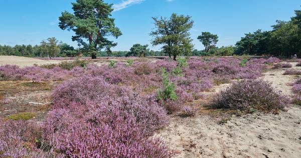 Uden en Landerd het is nog niet te laat: kies een andere naam - BD.nl