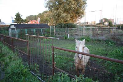 Actie tegen eenzaamheid bij paarden: ‘Zet ze alsjeblieft bij elkaar’